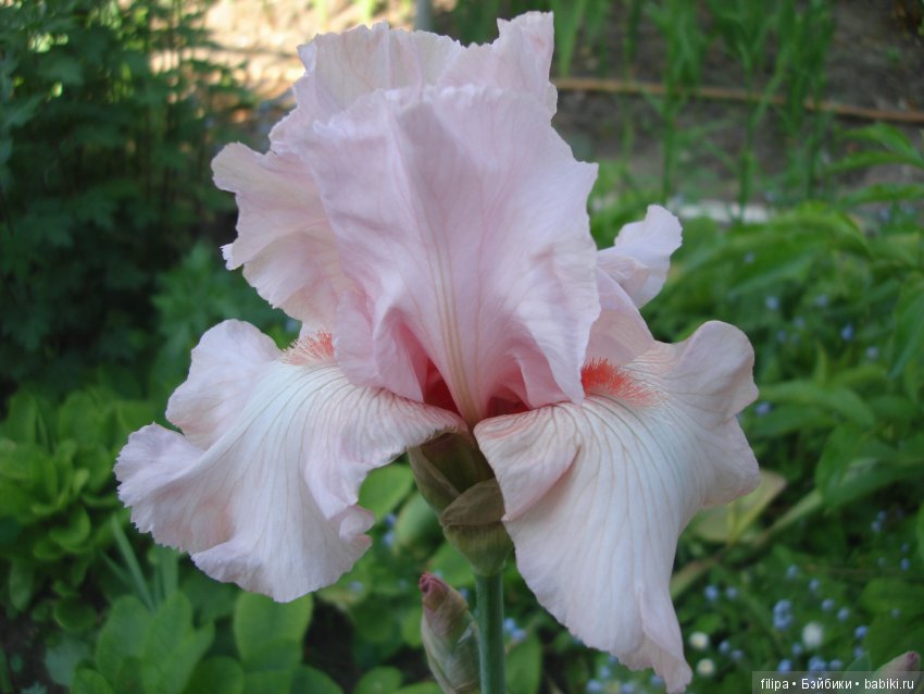 Мои любимые отдушины. Ирисы