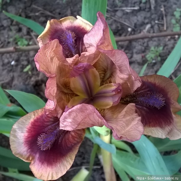 Мои любимые отдушины. Ирисы