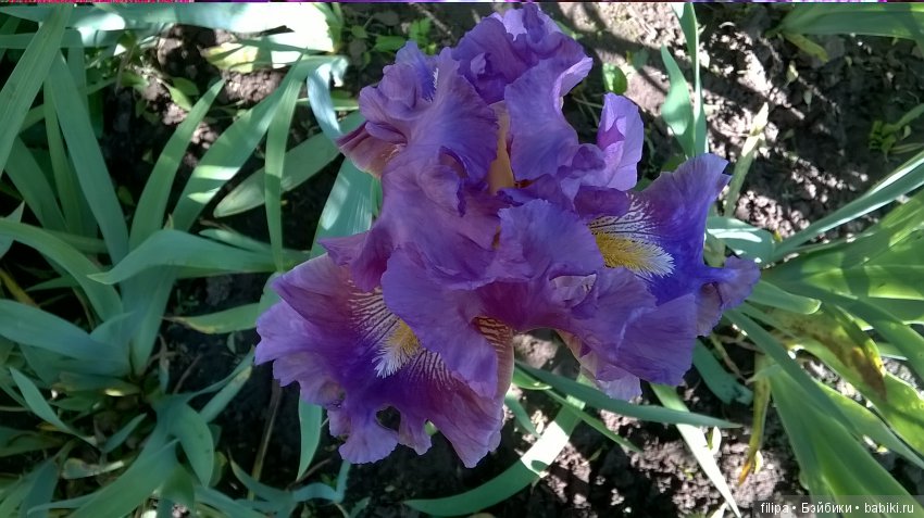 Мои любимые отдушины. Ирисы