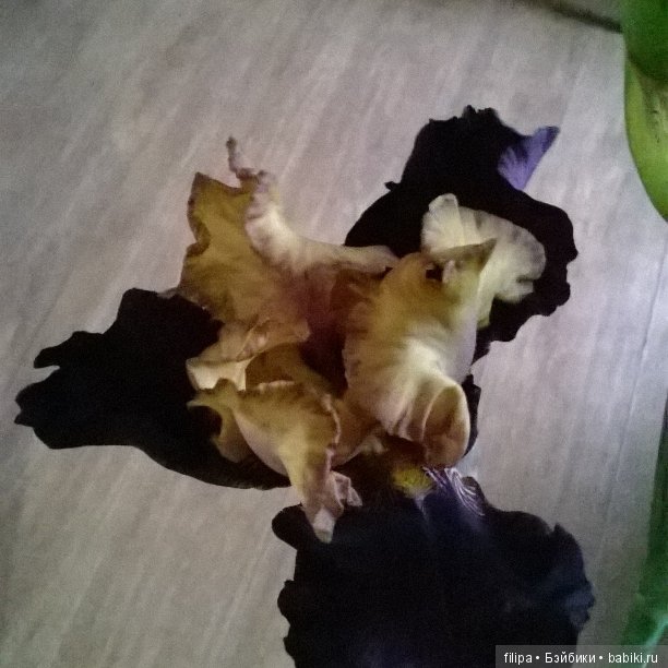 Мои любимые отдушины. Ирисы