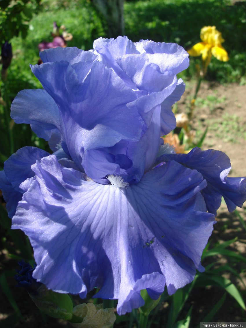 Мои любимые отдушины. Ирисы
