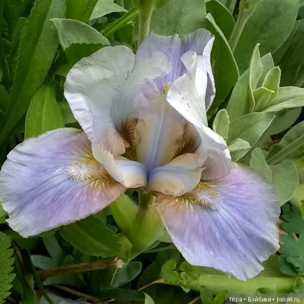 Мои любимые отдушины. Ирисы