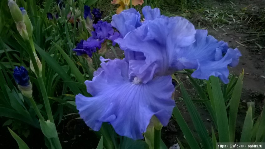 Мои любимые отдушины. Ирисы