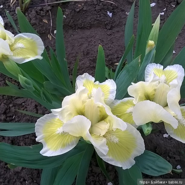 Мои любимые отдушины. Ирисы