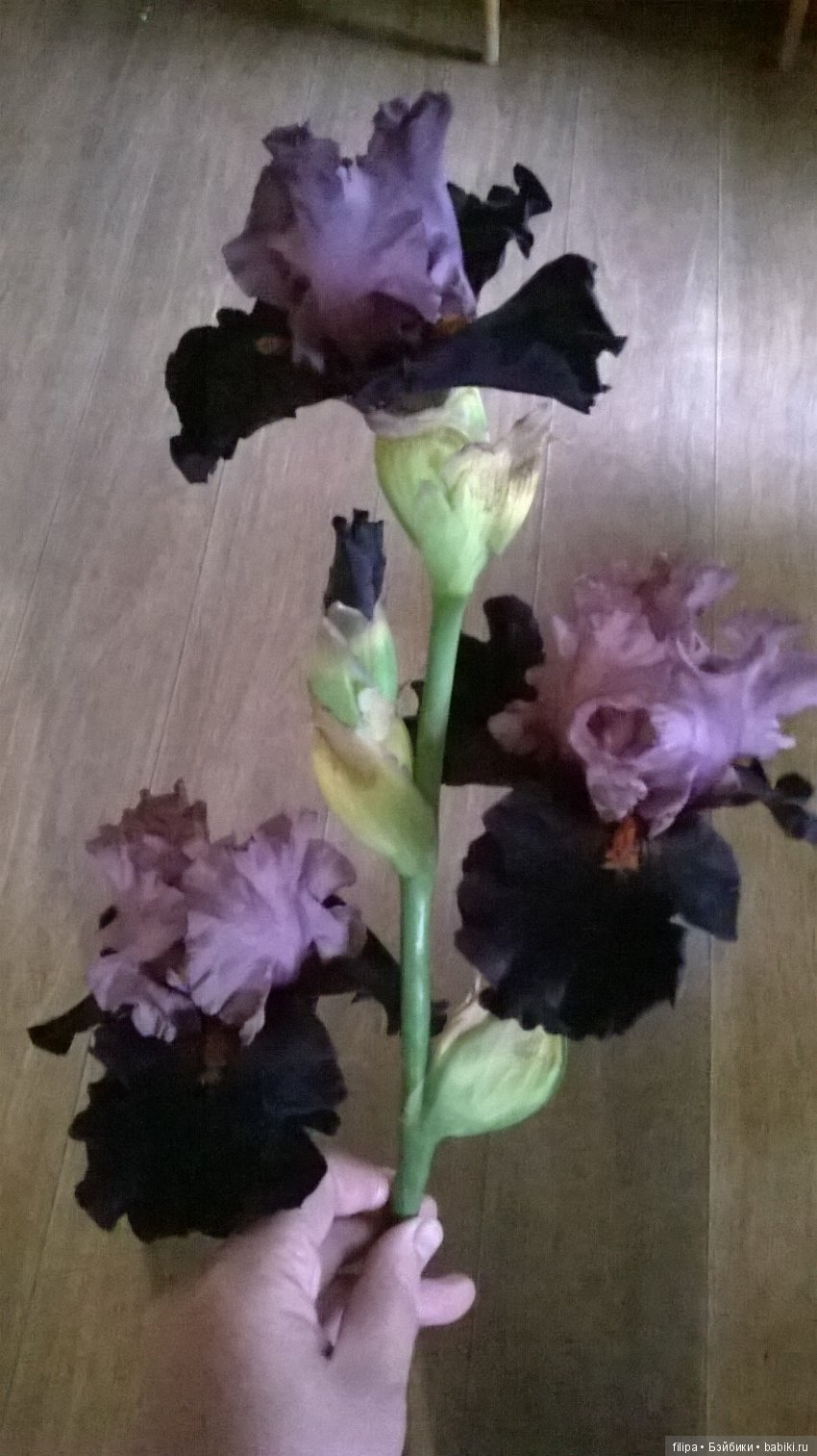 Мои любимые отдушины. Ирисы
