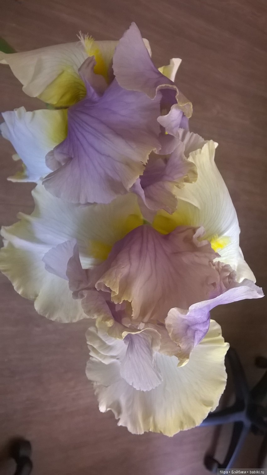 Мои любимые отдушины. Ирисы (фото 4)