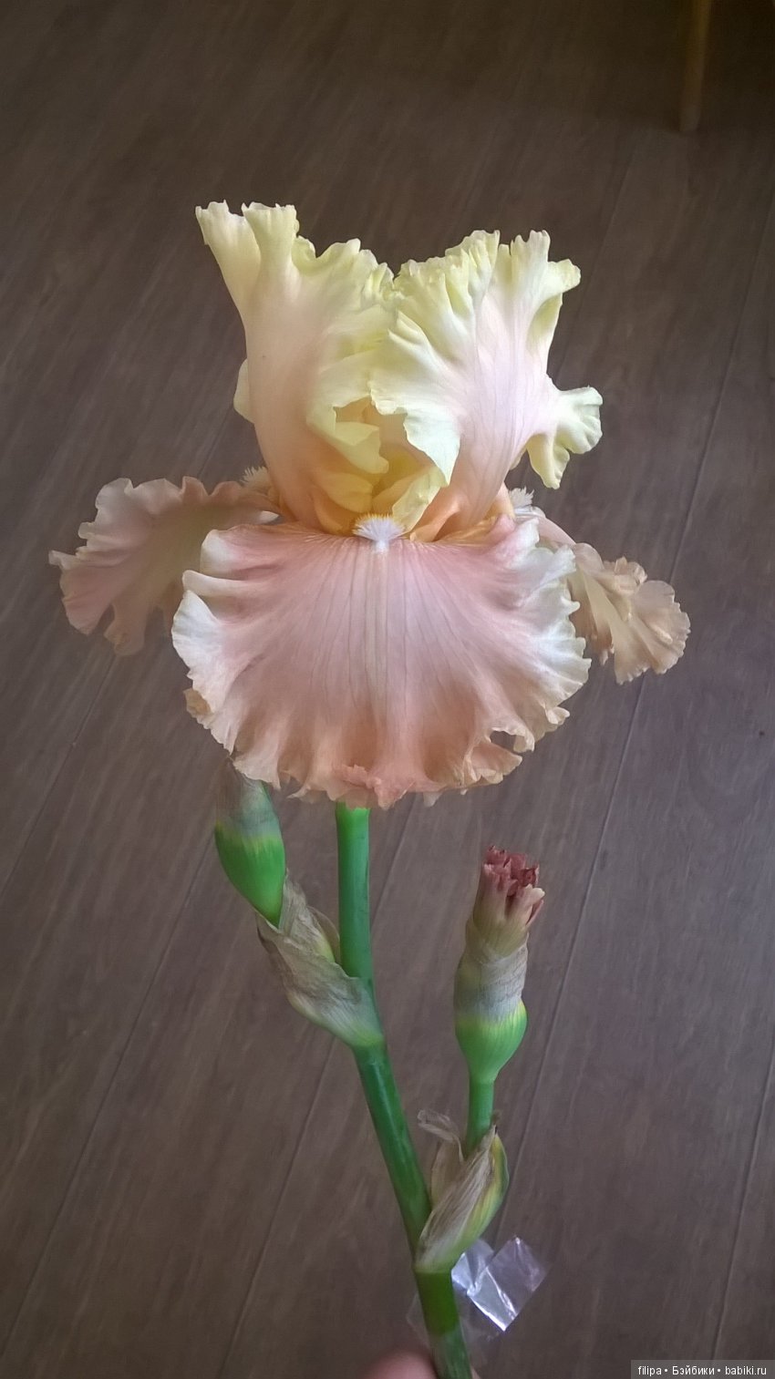 Мои любимые отдушины. Ирисы (фото 6)