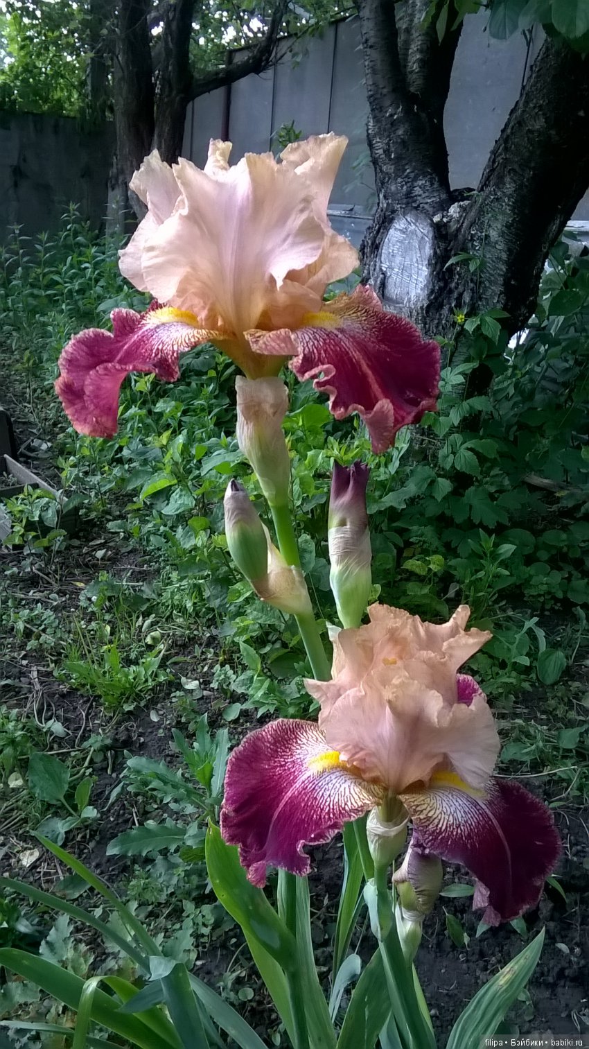 Мои любимые отдушины. Ирисы