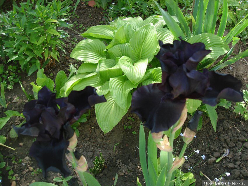 Мои любимые отдушины. Ирисы