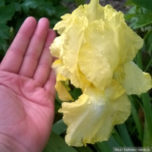 Мои любимые отдушины. Ирисы