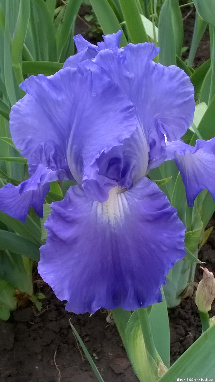 Мои любимые отдушины. Ирисы