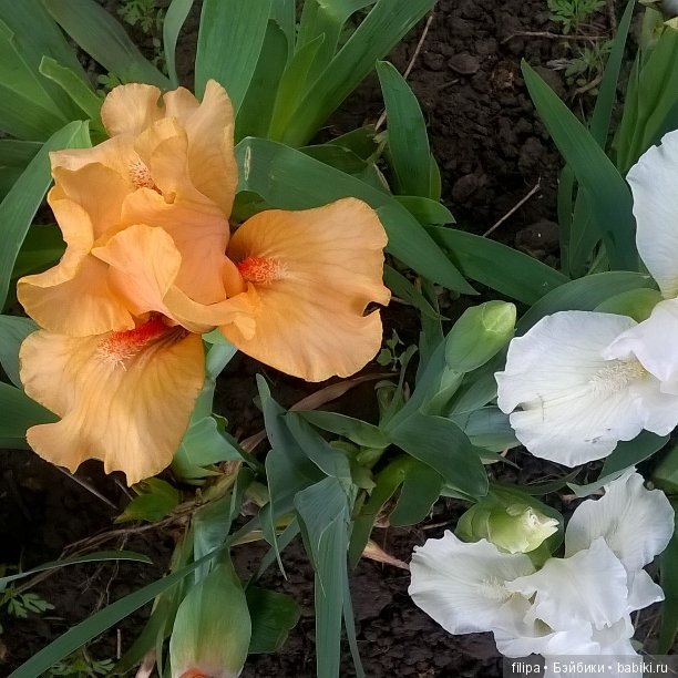 Мои любимые отдушины. Ирисы