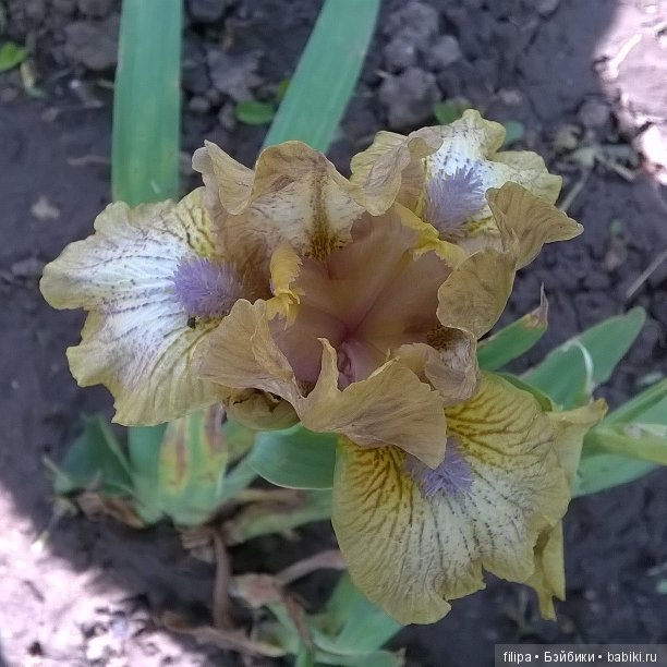 Мои любимые отдушины. Ирисы