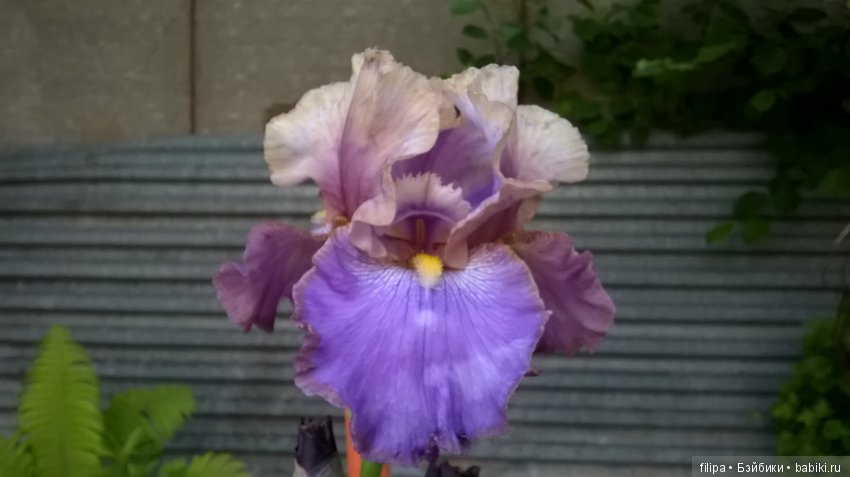 Мои любимые отдушины. Ирисы
