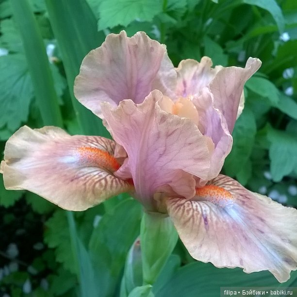 Мои любимые отдушины. Ирисы