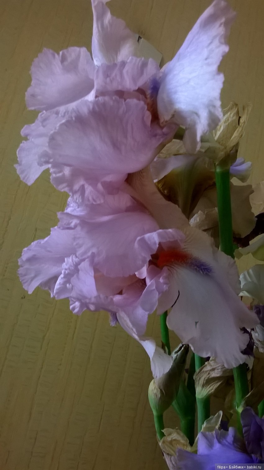 Мои любимые отдушины. Ирисы (фото 7)