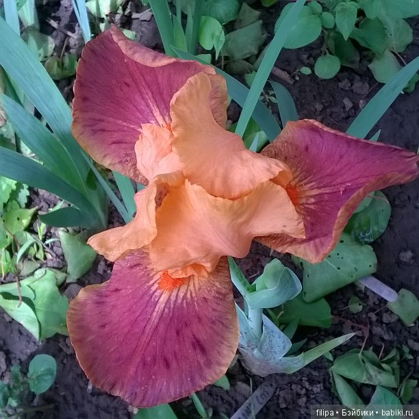 Мои любимые отдушины. Ирисы