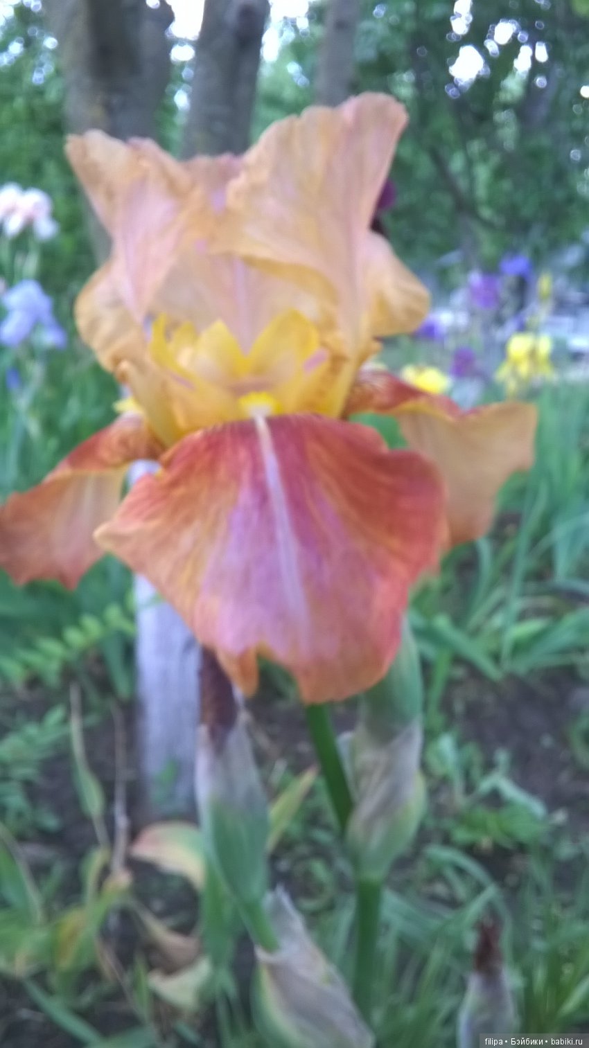 Мои любимые отдушины. Ирисы