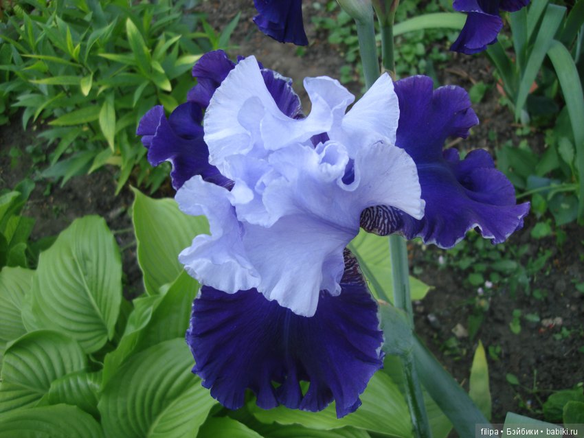 Мои любимые отдушины. Ирисы