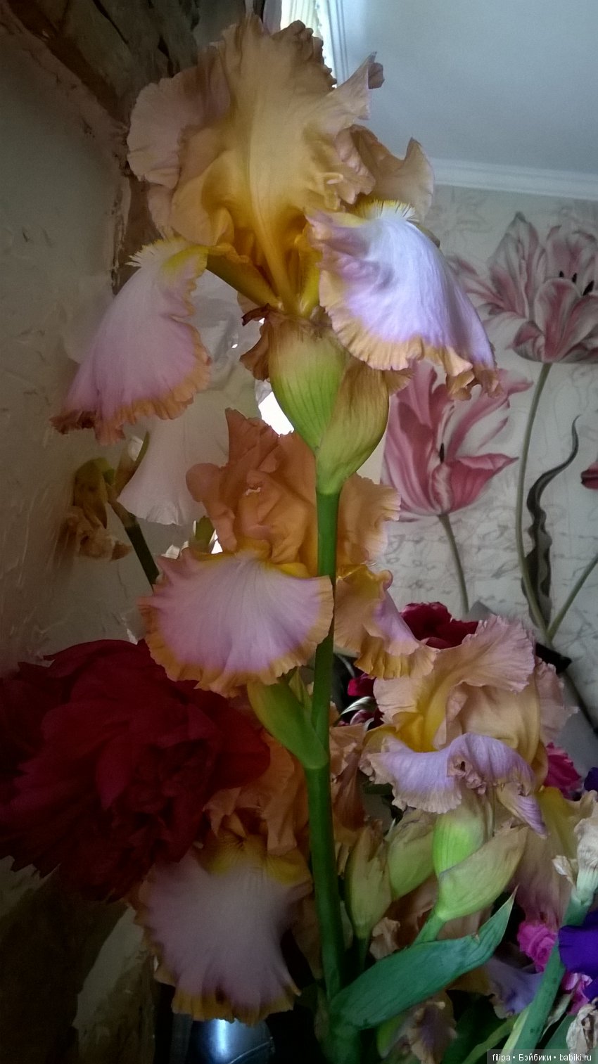 Мои любимые отдушины. Ирисы