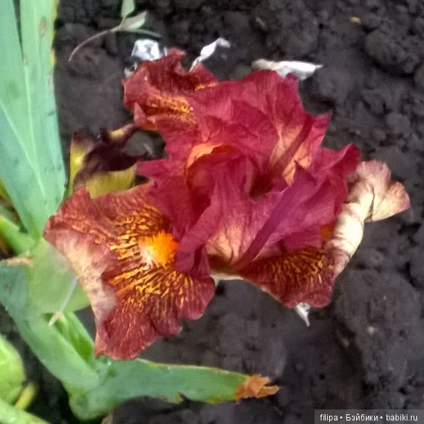 Мои любимые отдушины. Ирисы