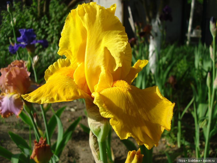 Мои любимые отдушины. Ирисы