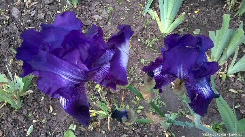 Мои любимые отдушины. Ирисы