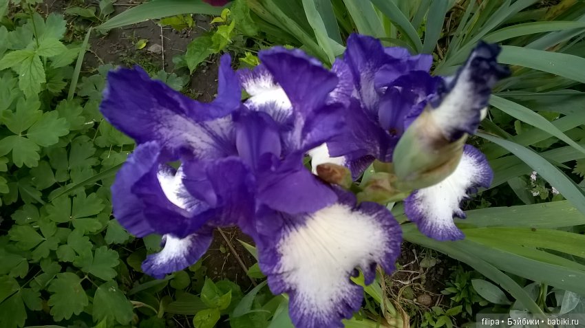 Мои любимые отдушины. Ирисы