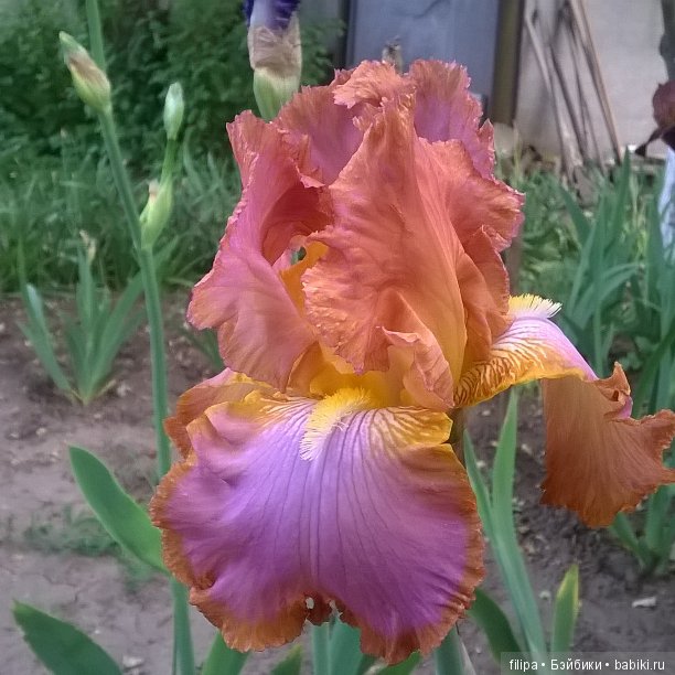 Мои любимые отдушины. Ирисы