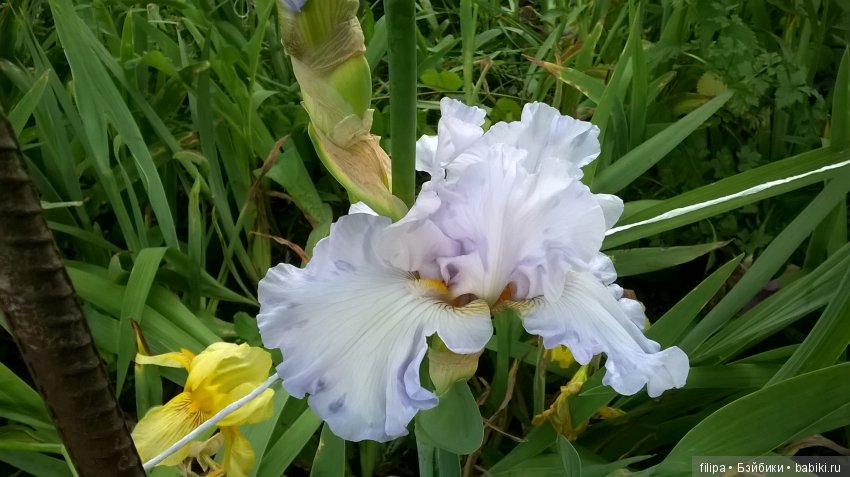 Мои любимые отдушины. Ирисы (фото 2)