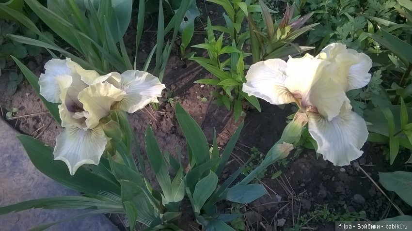 Мои любимые отдушины. Ирисы
