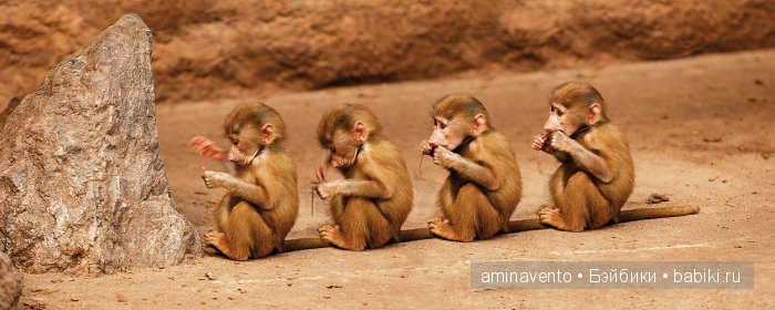 Поздравляем с Новым годом! и/или.....с годом Обезьяны