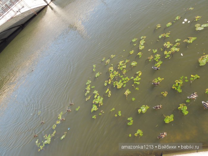 Кусочек лета или мои прогулки по Москве