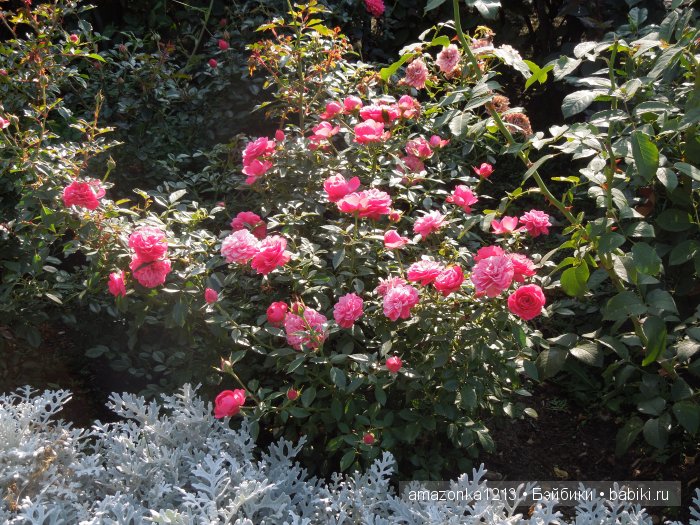 Кусочек лета или мои прогулки по Москве