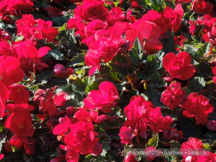 Кусочек лета или мои прогулки по Москве