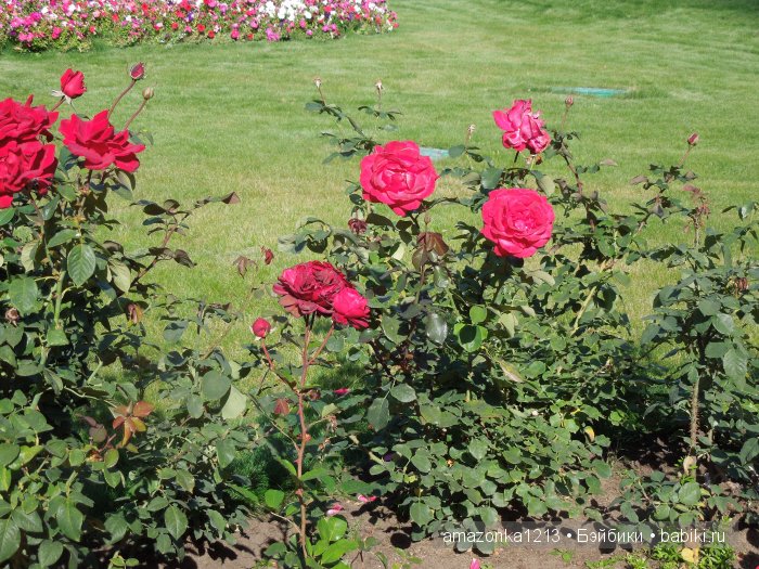 Кусочек лета или мои прогулки по Москве (фото 6)