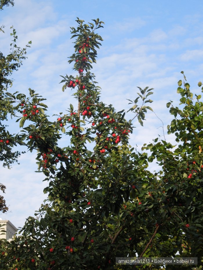 Кусочек лета или мои прогулки по Москве