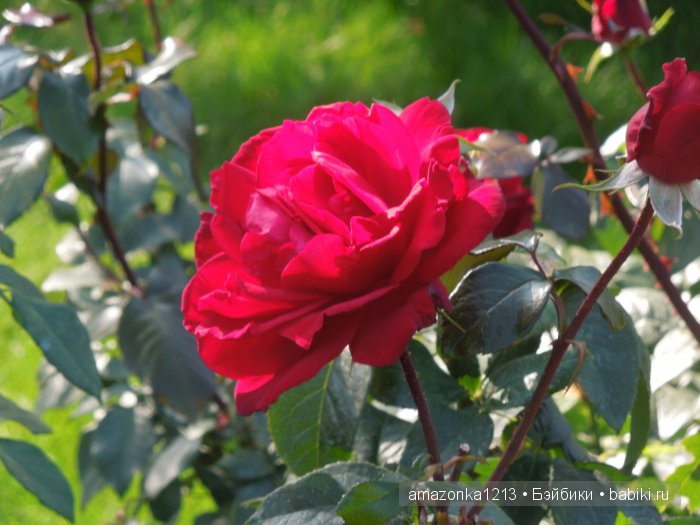 Кусочек лета или мои прогулки по Москве