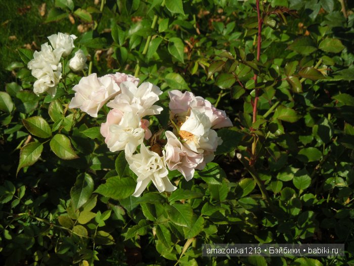 Кусочек лета или мои прогулки по Москве (фото 7)