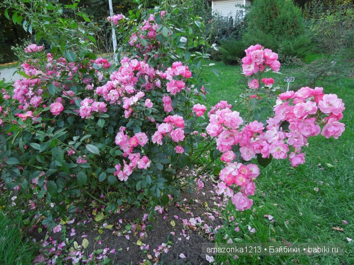 Георгины , пальмы , розы ИЛИ " мои заготовки хорошего настроения на зиму " | Бэйбики Георгины , пальмы , розы ИЛИ " мои заготовки хорошего настроения на зиму "