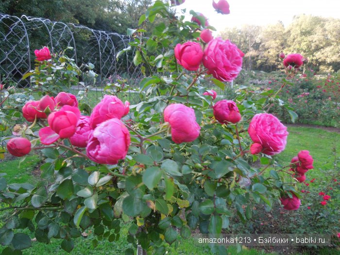Георгины , пальмы , розы ИЛИ " мои заготовки хорошего настроения на зиму " | Бэйбики Георгины , пальмы , розы ИЛИ " мои заготовки хорошего настроения на зиму "