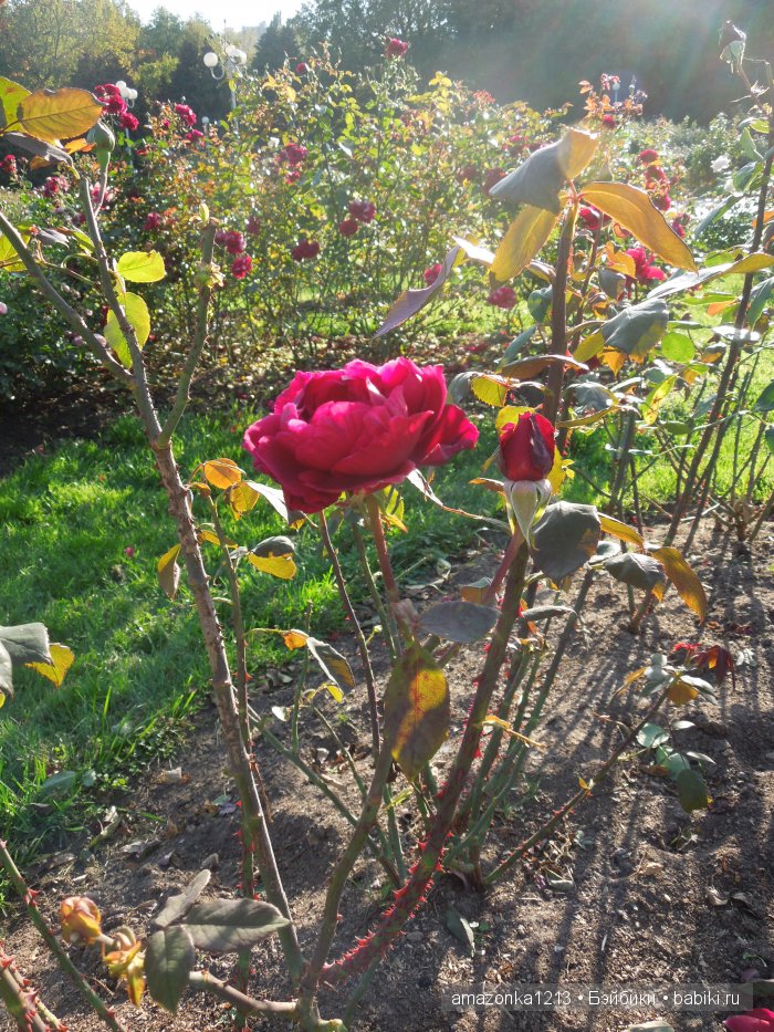 Георгины , пальмы , розы ИЛИ " мои заготовки хорошего настроения на зиму " | Бэйбики Георгины , пальмы , розы ИЛИ " мои заготовки хорошего настроения на зиму "