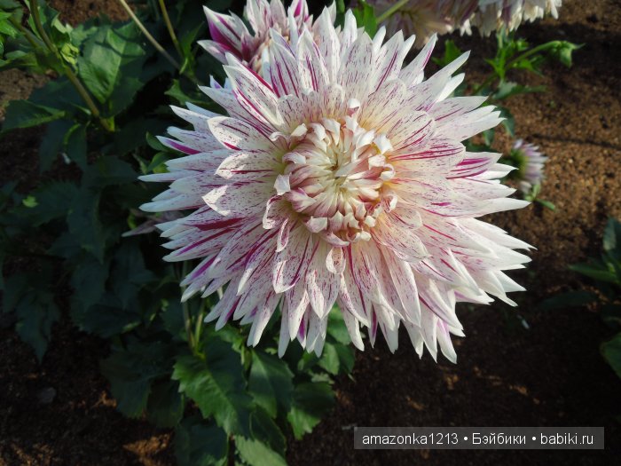 Георгины , пальмы , розы ИЛИ " мои заготовки хорошего настроения на зиму " | Бэйбики Георгины , пальмы , розы ИЛИ " мои заготовки хорошего настроения на зиму "