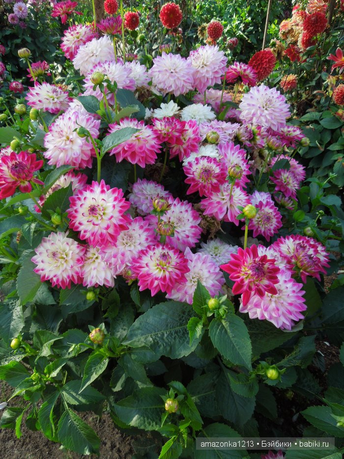 Георгины , пальмы , розы ИЛИ " мои заготовки хорошего настроения на зиму " | Бэйбики Георгины , пальмы , розы ИЛИ " мои заготовки хорошего настроения на зиму "