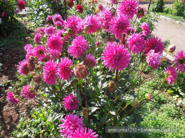 Георгины , пальмы , розы ИЛИ " мои заготовки хорошего настроения на зиму " | Бэйбики Георгины , пальмы , розы ИЛИ " мои заготовки хорошего настроения на зиму "