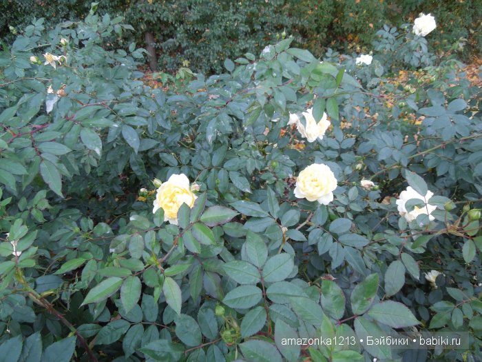 Георгины , пальмы , розы ИЛИ " мои заготовки хорошего настроения на зиму " | Бэйбики Георгины , пальмы , розы ИЛИ " мои заготовки хорошего настроения на зиму "