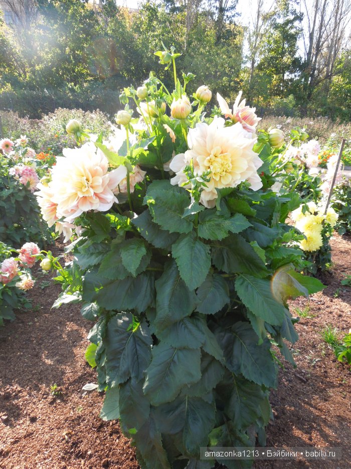 Георгины , пальмы , розы ИЛИ " мои заготовки хорошего настроения на зиму " | Бэйбики Георгины , пальмы , розы ИЛИ " мои заготовки хорошего настроения на зиму "