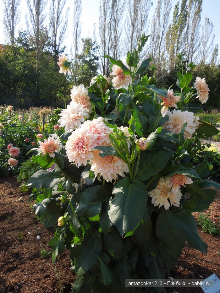 Георгины , пальмы , розы ИЛИ " мои заготовки хорошего настроения на зиму " | Бэйбики Георгины , пальмы , розы ИЛИ " мои заготовки хорошего настроения на зиму "