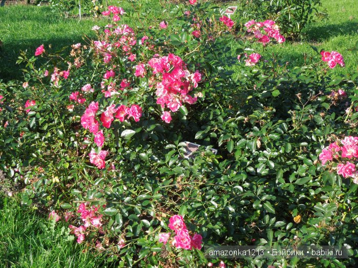Георгины , пальмы , розы ИЛИ " мои заготовки хорошего настроения на зиму " | Бэйбики Георгины , пальмы , розы ИЛИ " мои заготовки хорошего настроения на зиму "