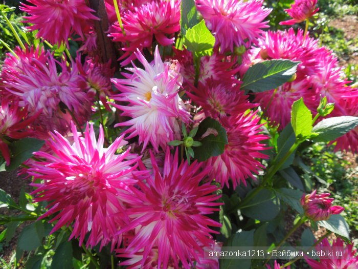 Георгины , пальмы , розы ИЛИ " мои заготовки хорошего настроения на зиму " | Бэйбики Георгины , пальмы , розы ИЛИ " мои заготовки хорошего настроения на зиму "